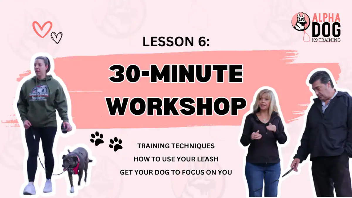 30 minute dog training video workshop