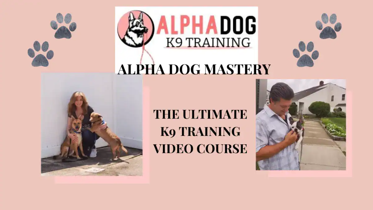 Six dog training video lessons