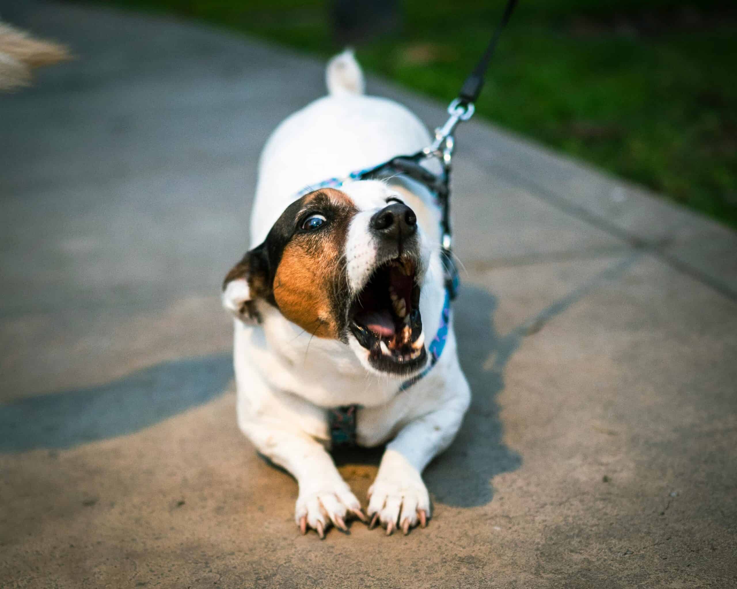 In-home anxiety and aggression dog training on Long Island
