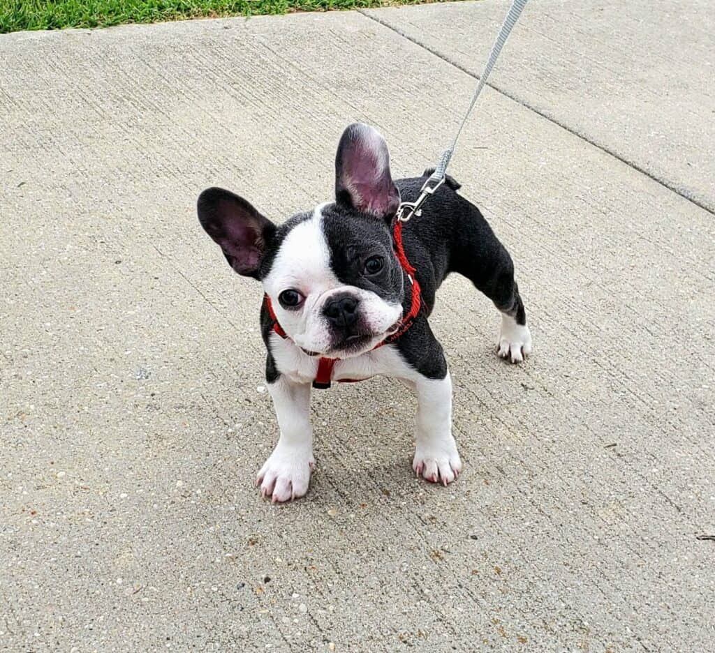 Puppy training on Long Island