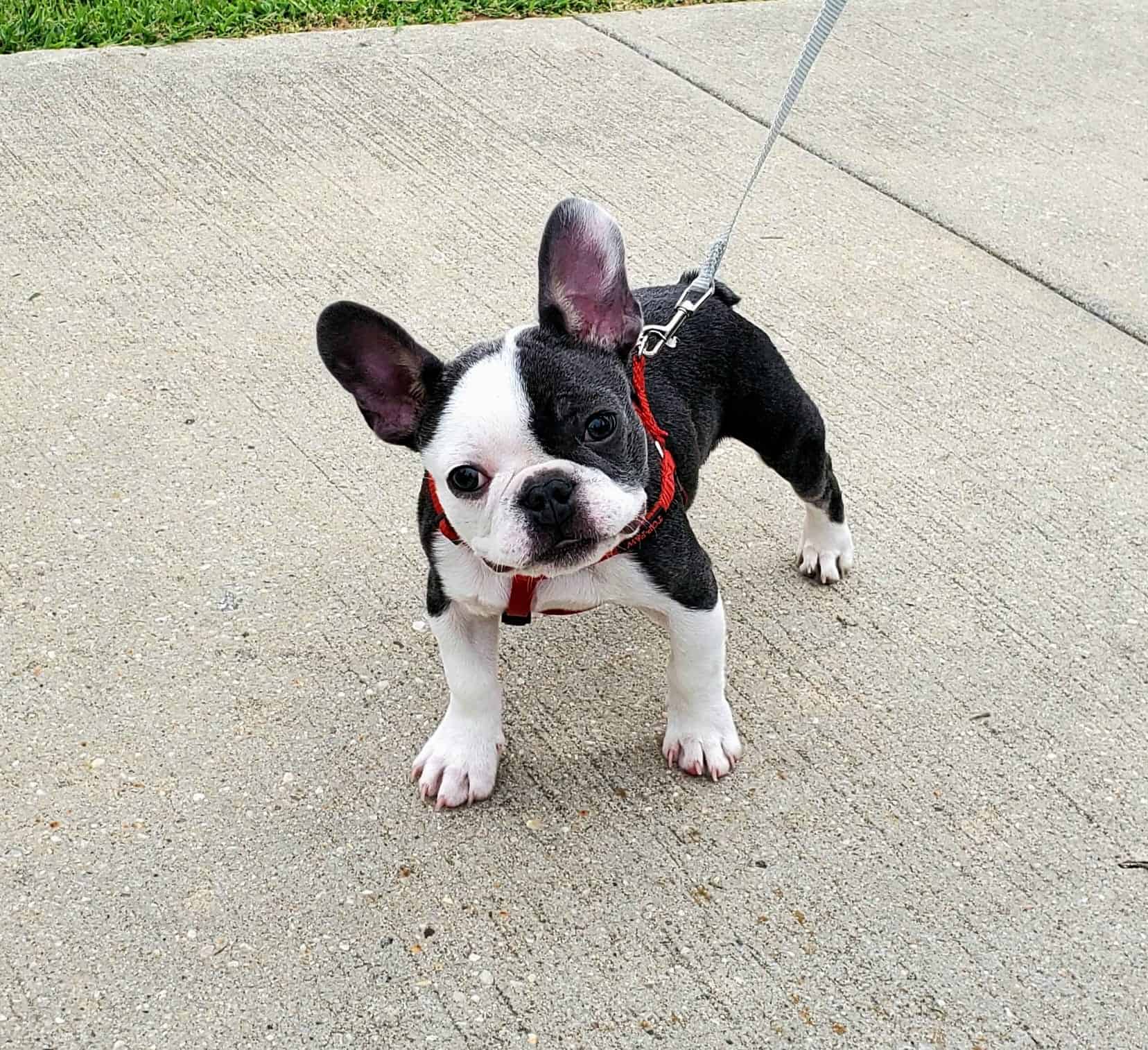 In-home puppy training in Franklin Square, NY
